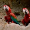 Explora la Selva Amazónica desde Rurrenabaque a tu ritmo