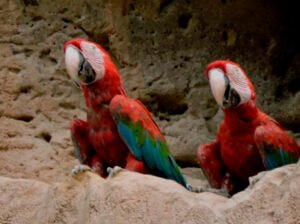 Rurre 2 Explora la Selva Amazónica desde Rurrenabaque a tu ritmo